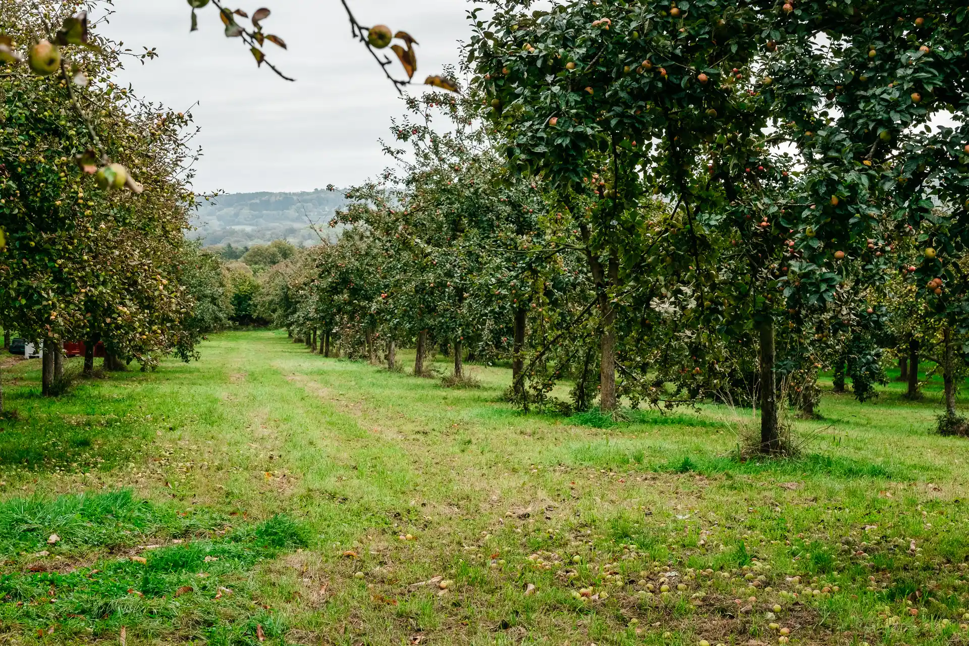 Cidrerie Cozmezou en Bretagne